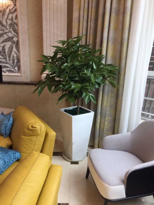 平（píng）安树