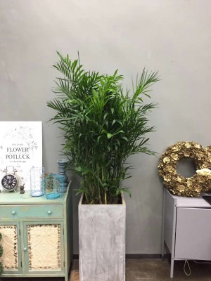 夏（xià）威夷竹