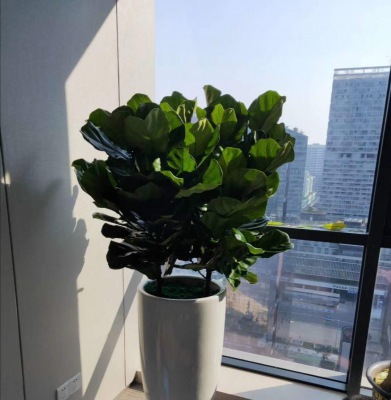 琴叶榕（róng）