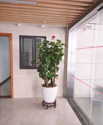 圆（yuán）叶福禄桐