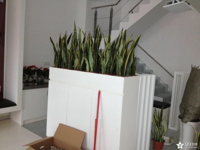 花槽（cáo）植物