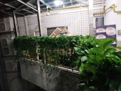 花（huā）槽植（zhí）物