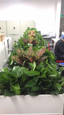 花槽植物（wù）