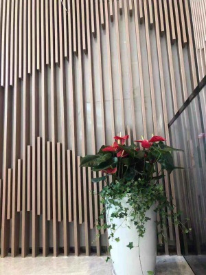 开花植（zhí）物