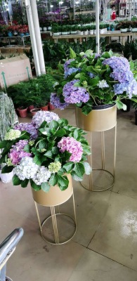 开花（huā）植物