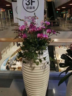 开花（huā）植物