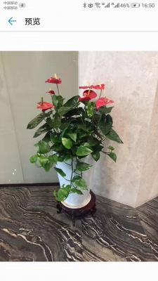 开花（huā）植物