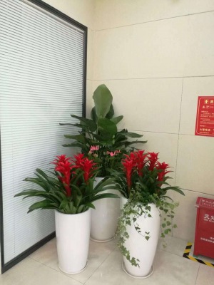 开花（huā）植物