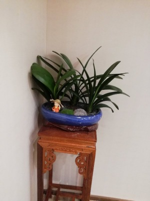 木架植（zhí）物