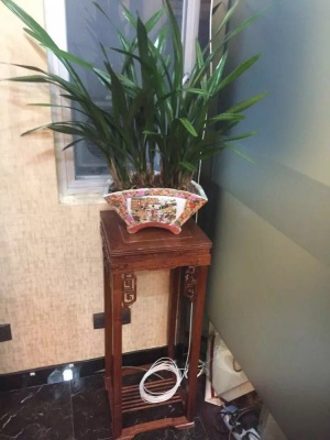 木架植（zhí）物