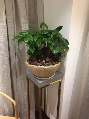 木架植（zhí）物