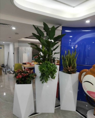 艺术组合（hé）盆景