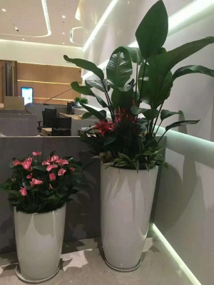 艺术组合（hé）盆景