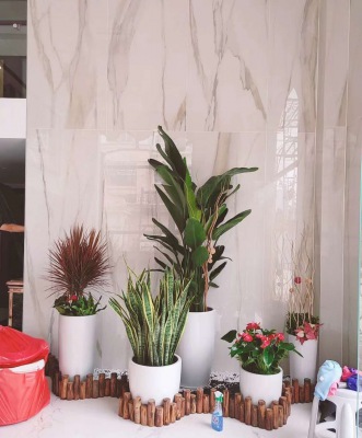 艺（yì）术组合盆景