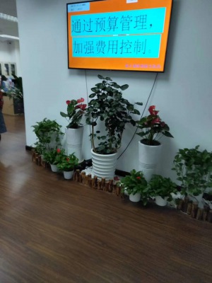 艺术组合（hé）盆景