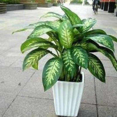 中型室内植物（wù）