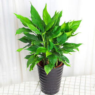 中（zhōng）型（xíng）室内植物