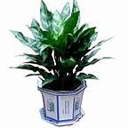 中型室（shì）内植物