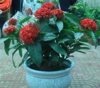 中（zhōng）型室内植（zhí）物