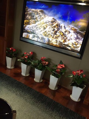 中型室内（nèi）植物