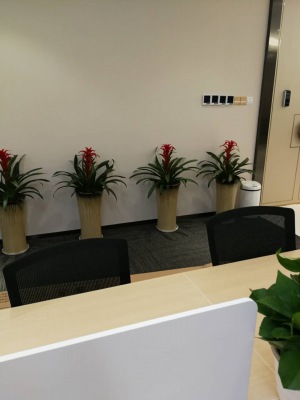 中型室（shì）内植物