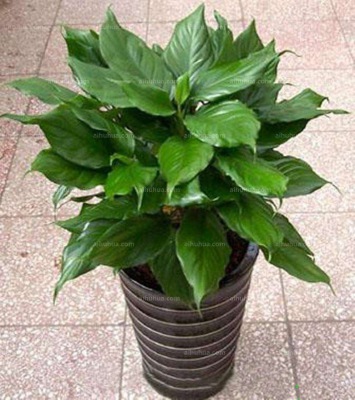 中型室内（nèi）植物