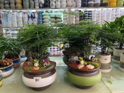 桌（zhuō）面盆景