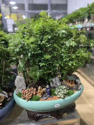 桌面盆（pén）景（jǐng）