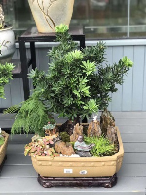 桌面盆（pén）景