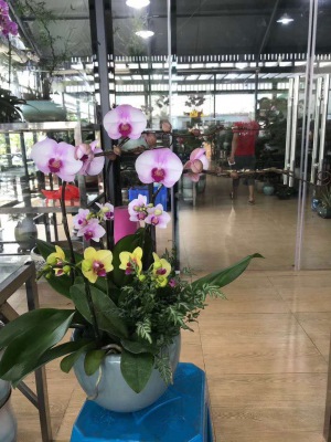 桌面（miàn）盆景