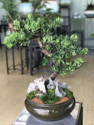 桌面（miàn）盆景