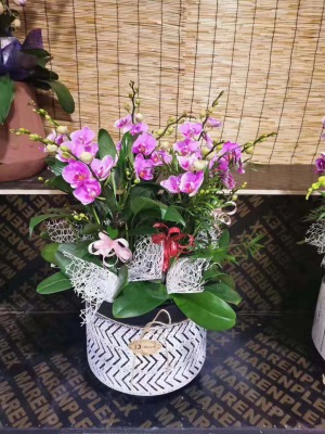 桌面盆景（jǐng）