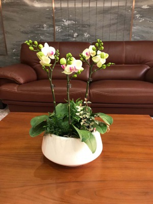 桌面盆（pén）景