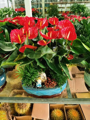 桌面盆（pén）景