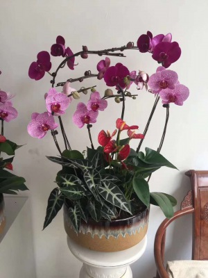 桌面盆（pén）景