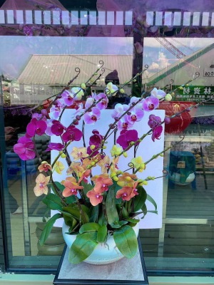 桌面盆（pén）景