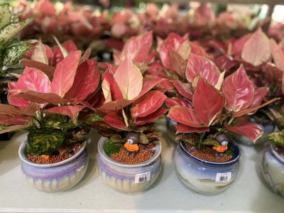 桌面盆（pén）景