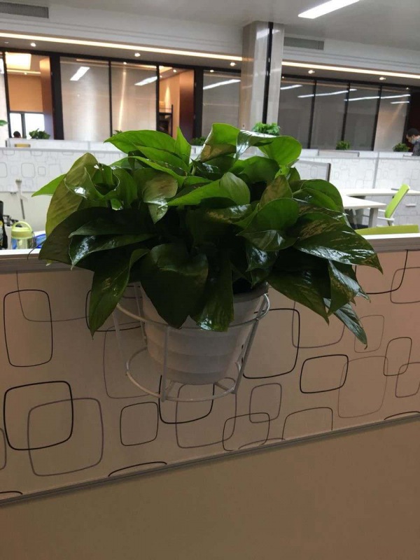 桌面小（xiǎo）花