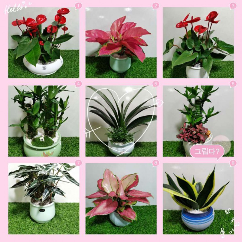 桌面小（xiǎo）花