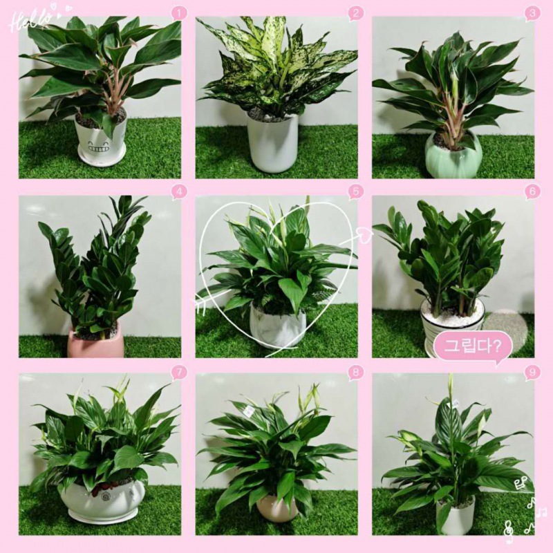 桌面小（xiǎo）花