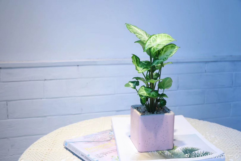 桌面小花（huā）