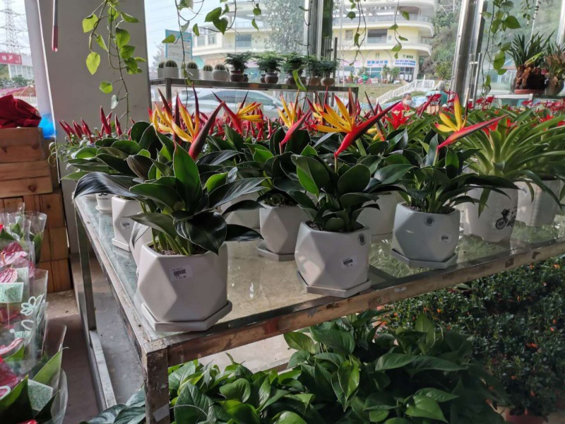 桌（zhuō）面小花