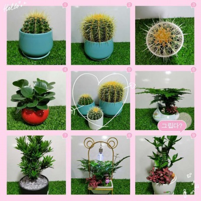 桌（zhuō）面小花