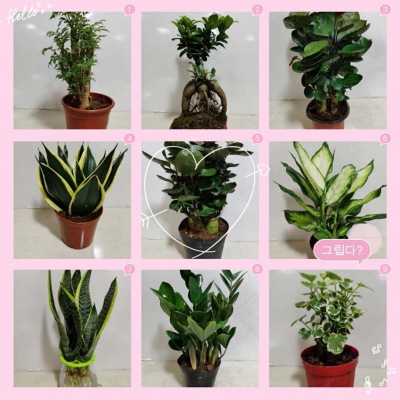 桌面小（xiǎo）花