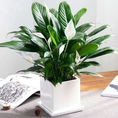 桌面小（xiǎo）花