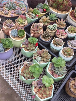 桌（zhuō）面小花