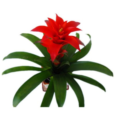 桌面小（xiǎo）花