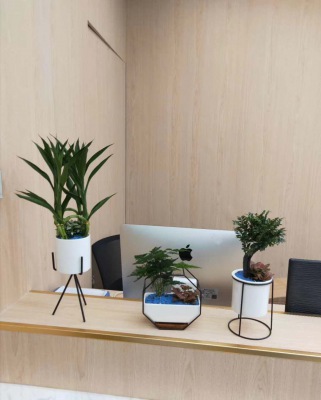 桌面（miàn）小花