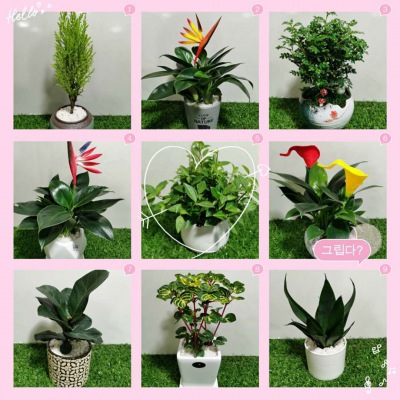 桌面小花（huā）