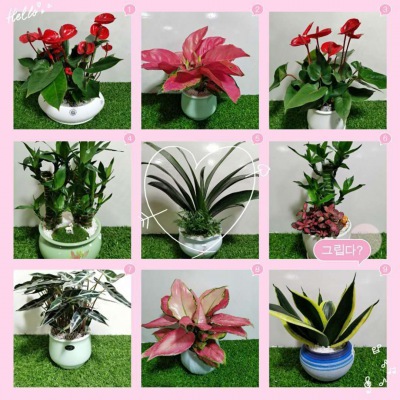 桌面小花（huā）